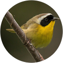 Hotels with Jacuzzi in Room in Illinois